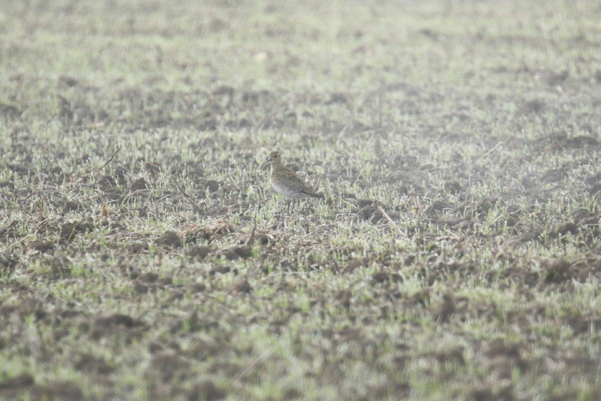 European Golden-Plover - ML645117315