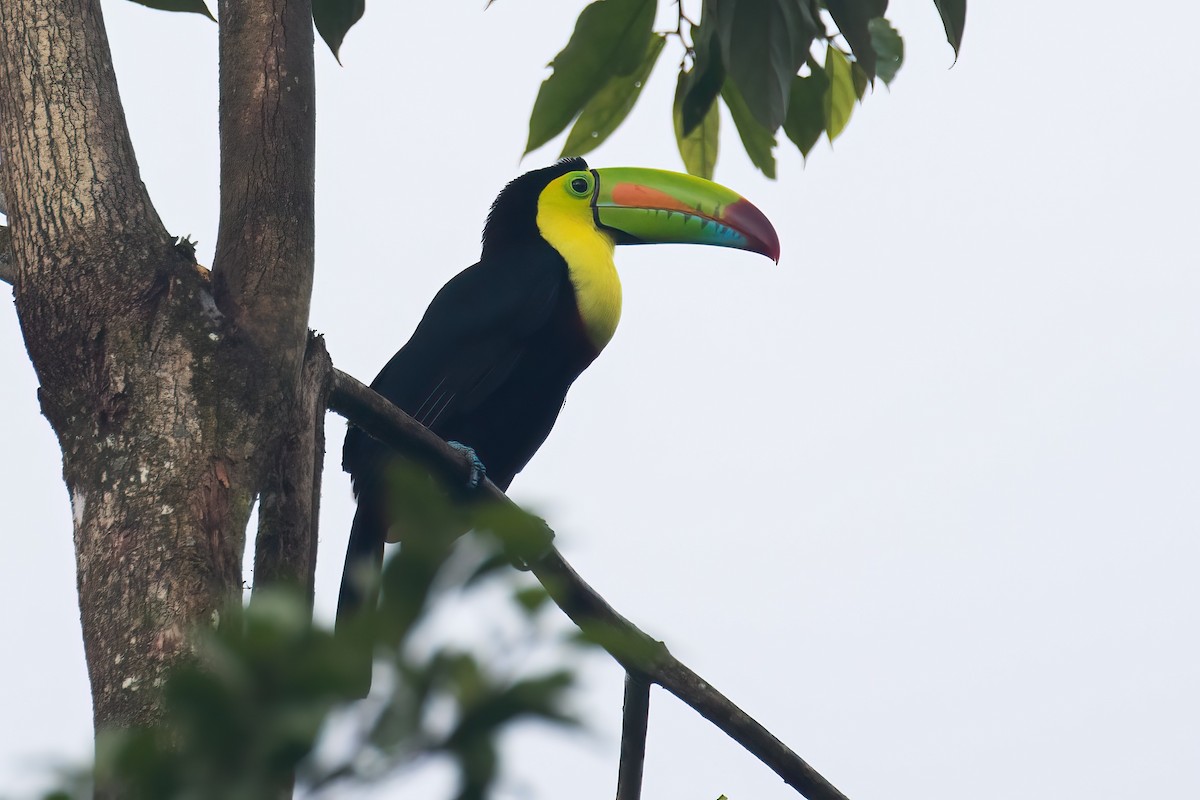 regnbuetukan - ML645117334