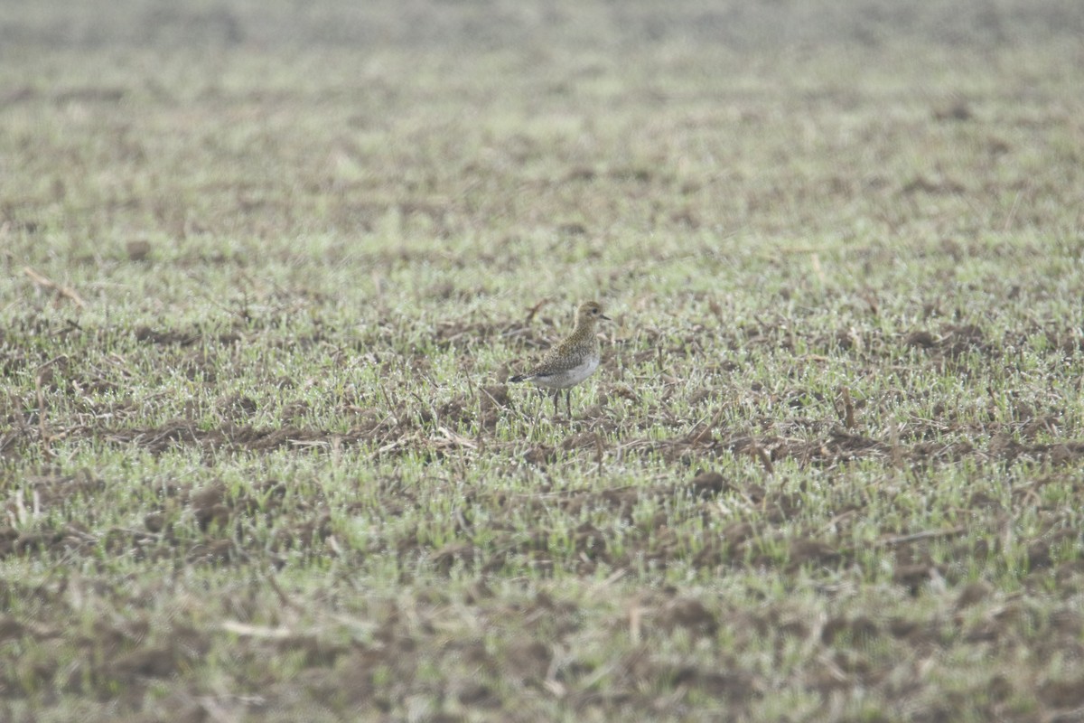 European Golden-Plover - ML645117344
