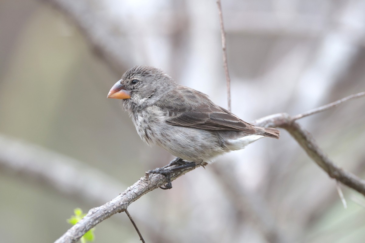 Medium Ground-Finch - ML645117346
