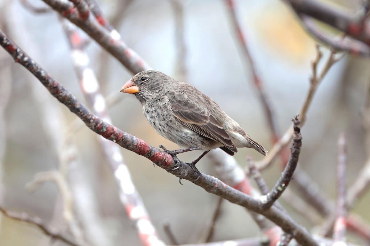 Medium Ground-Finch - ML645117347