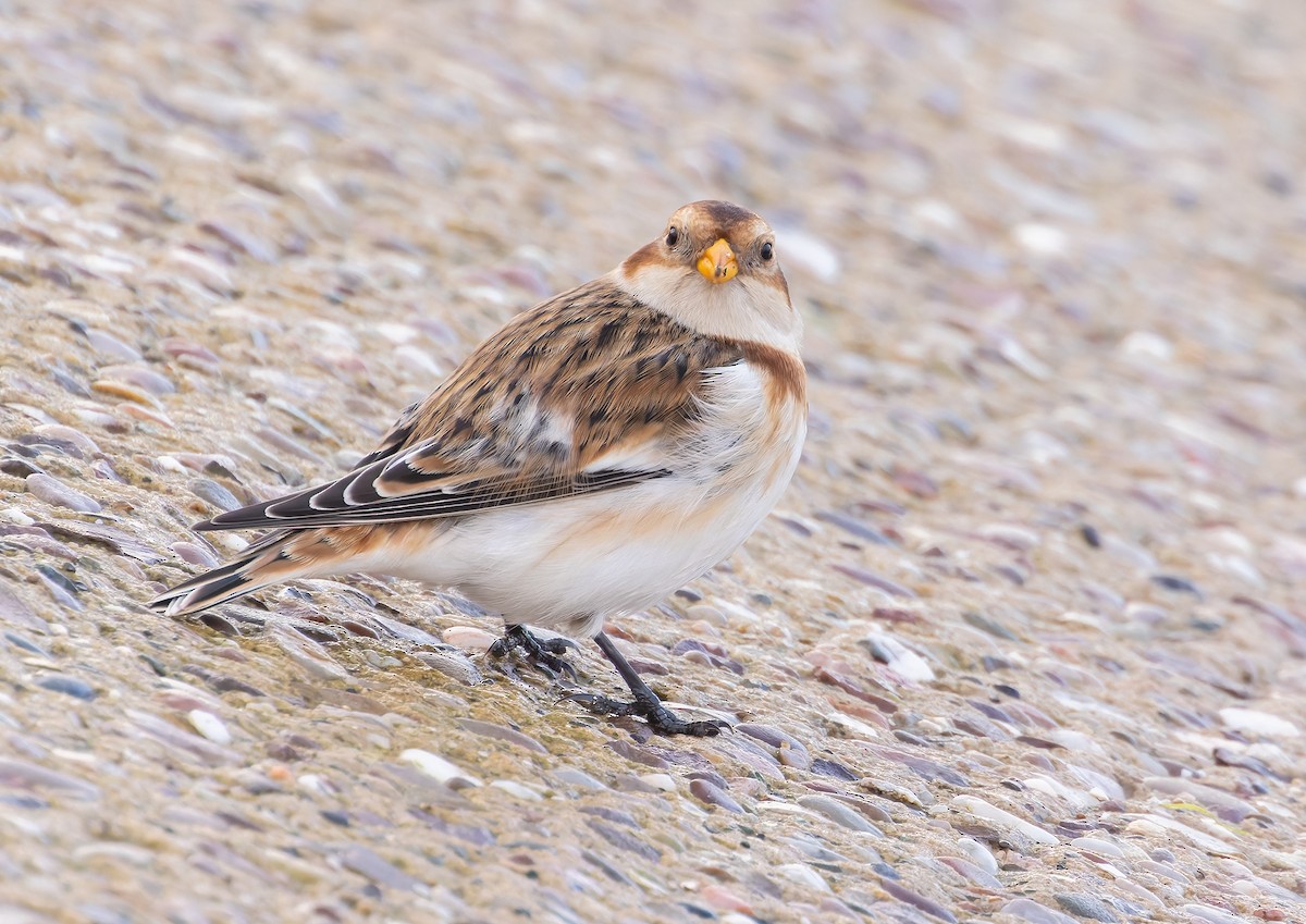 Snow Bunting - ML645117363
