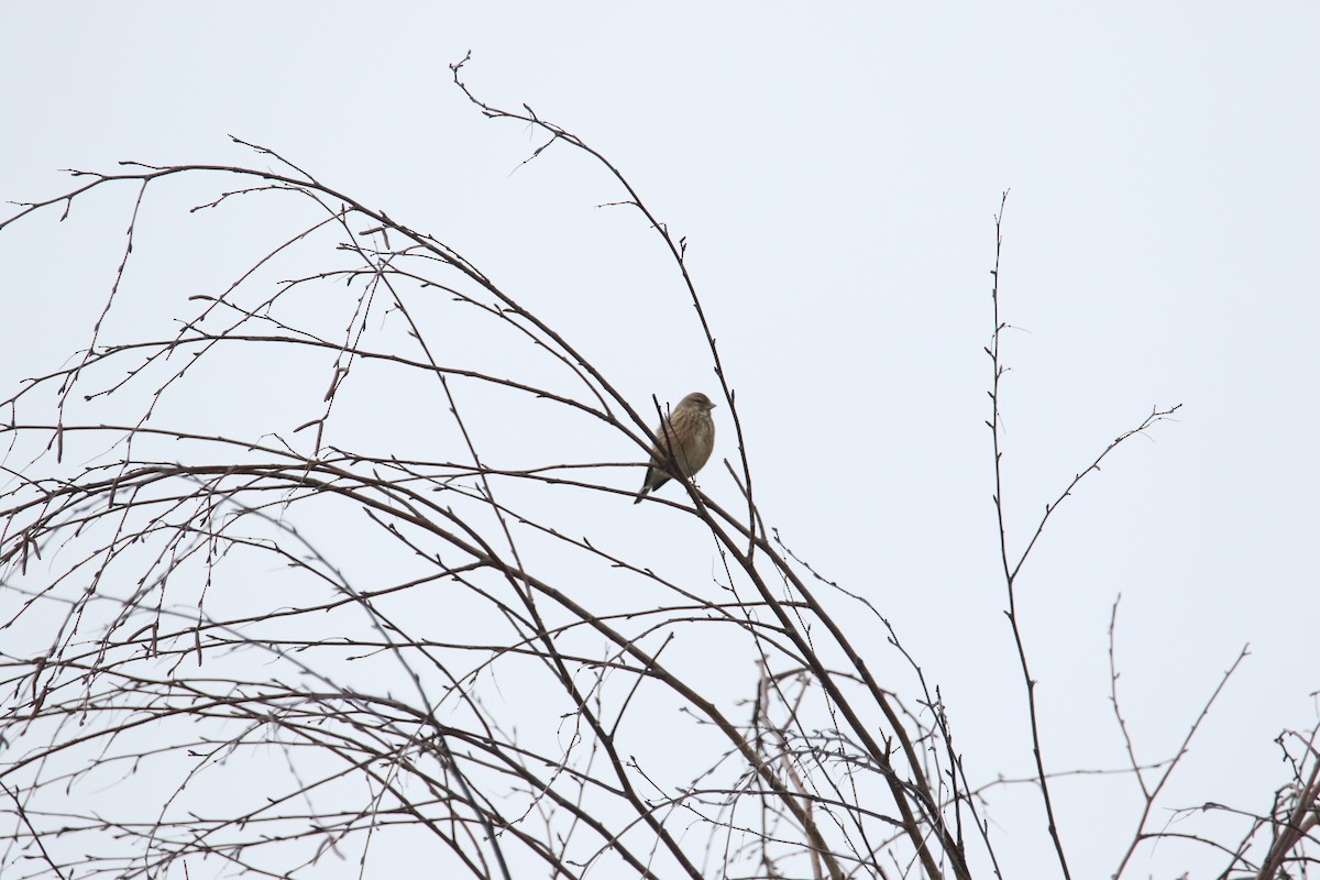 Eurasian Linnet - ML645117368