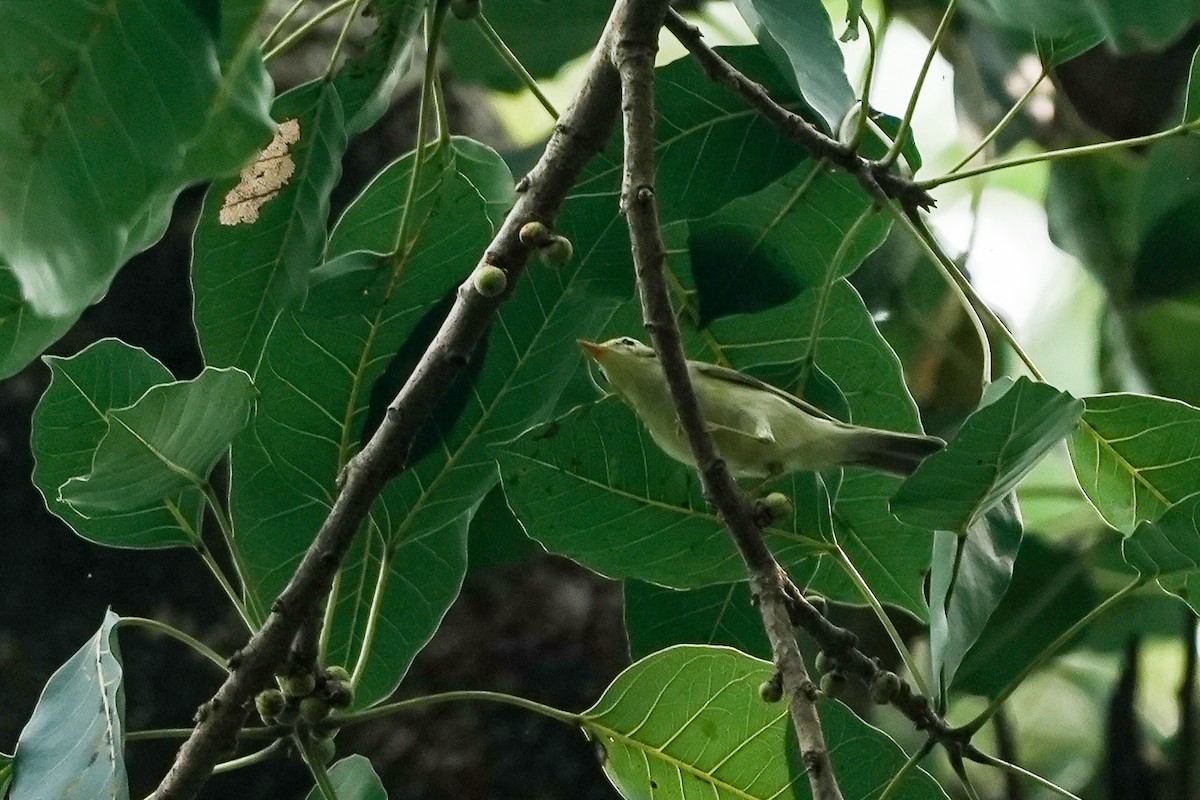 Green Warbler - ML645117369