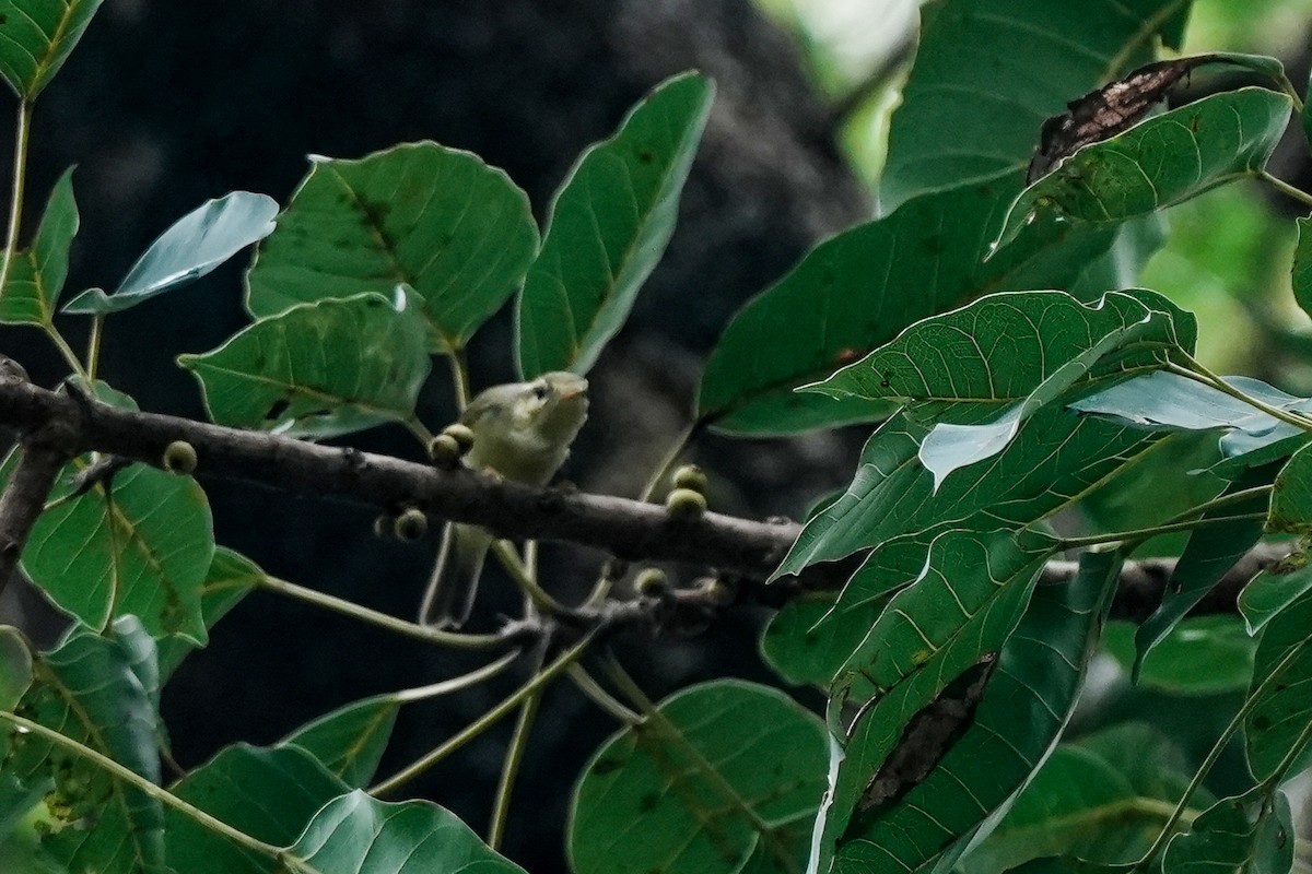 Green Warbler - ML645117370