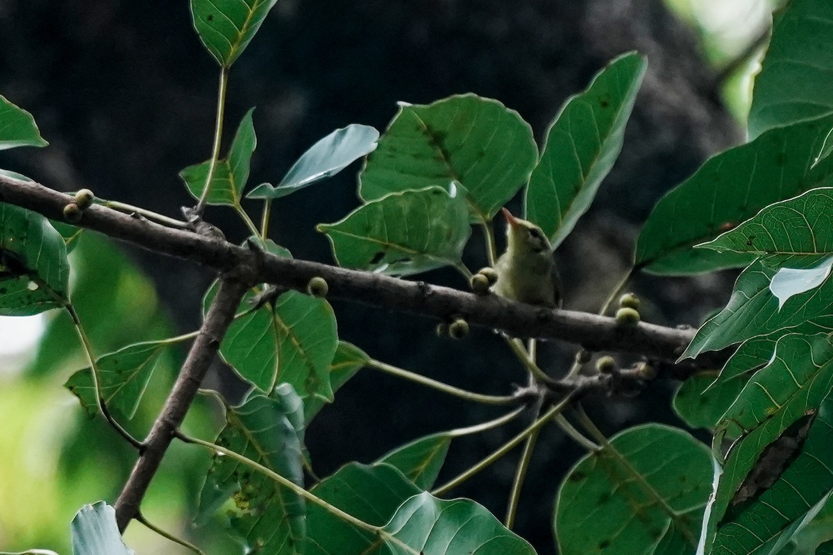Green Warbler - ML645117371