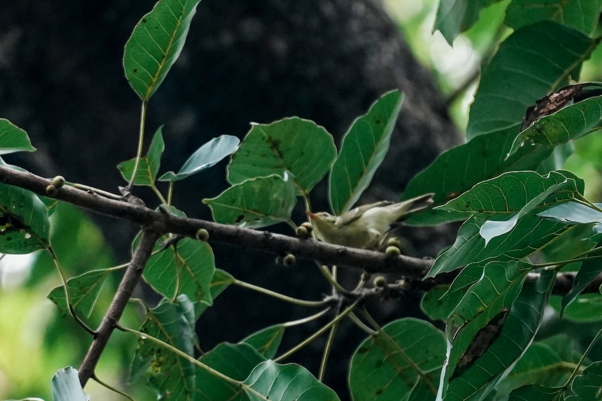 Green Warbler - ML645117372