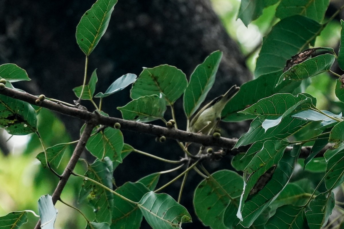 Green Warbler - ML645117373