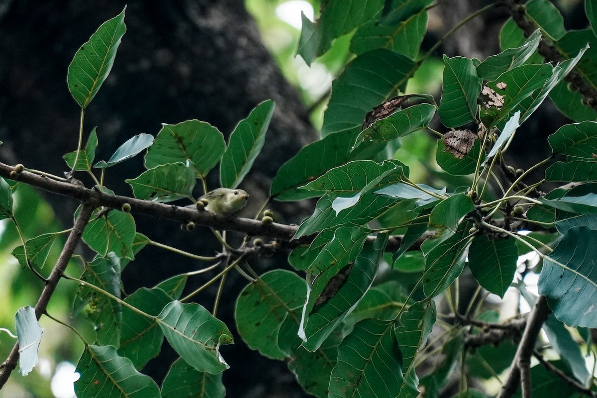 Green Warbler - ML645117374