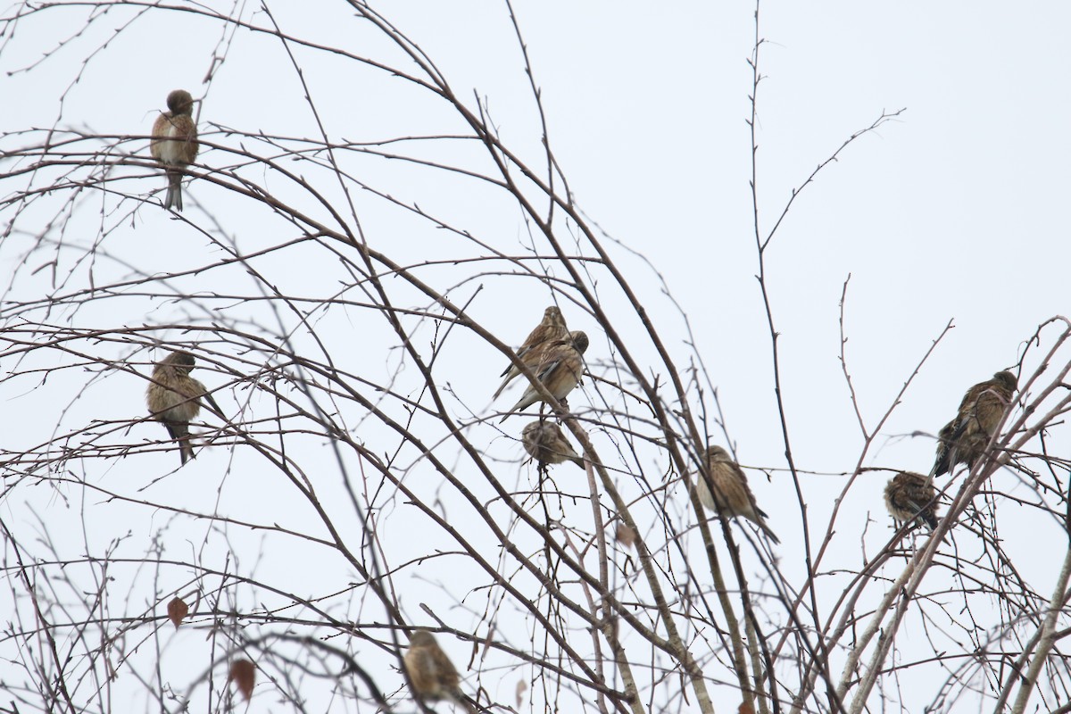 Eurasian Linnet - ML645117385