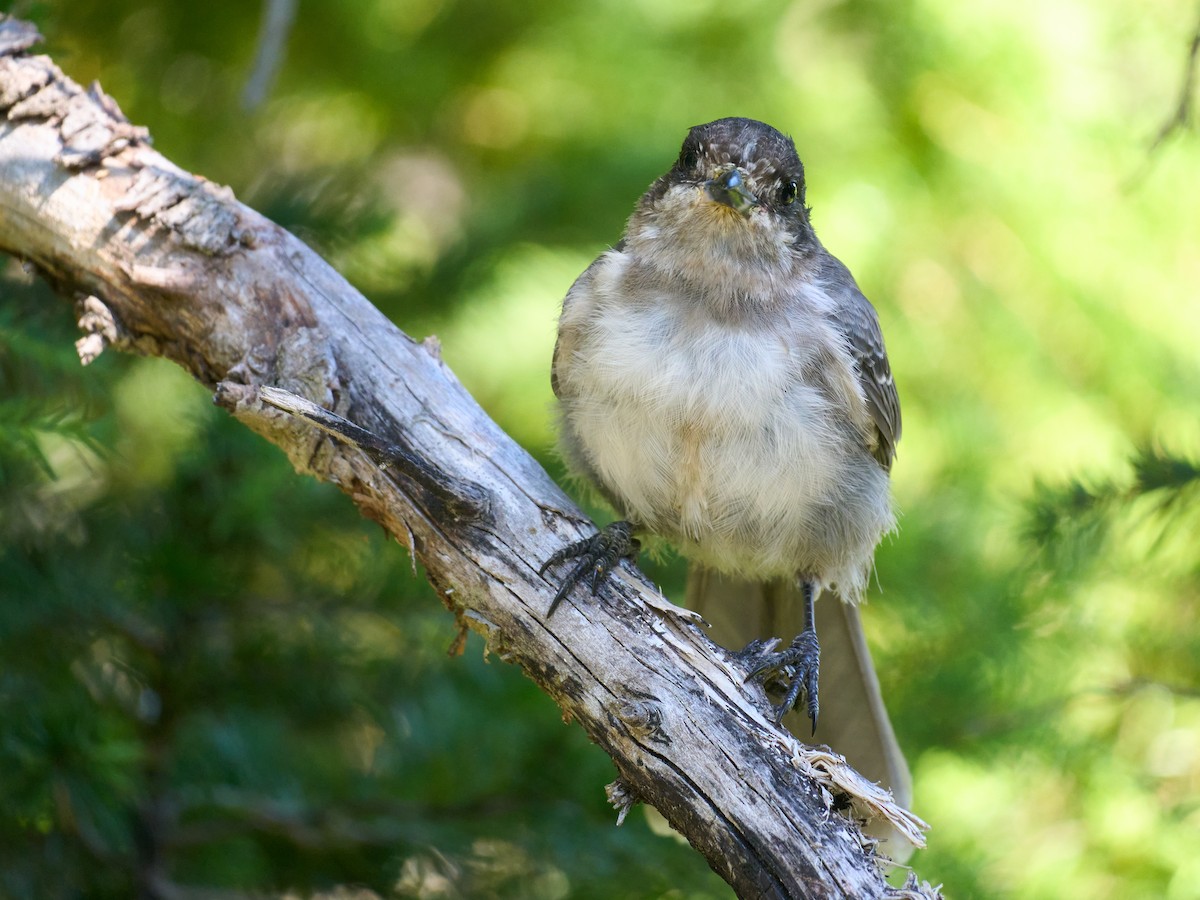 Canada Jay - ML645117388