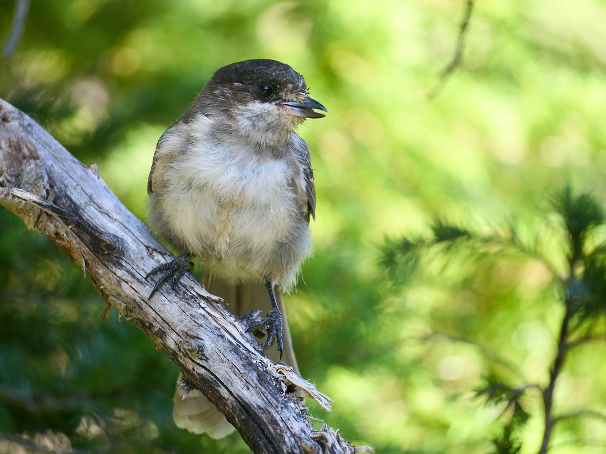 Canada Jay - ML645117389