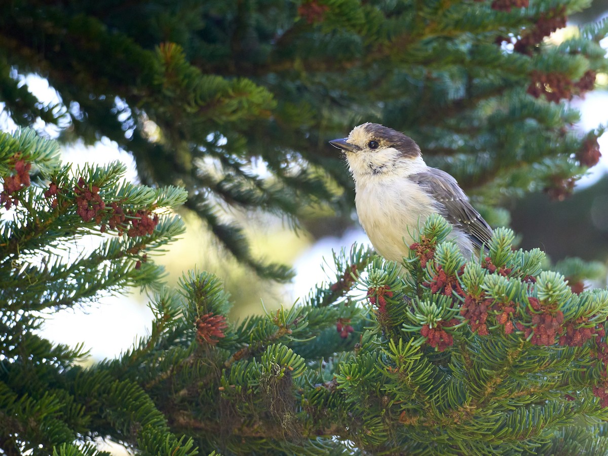 Canada Jay - ML645117390