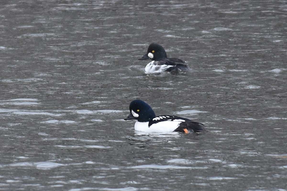 キタホオジロガモ - ML645117400