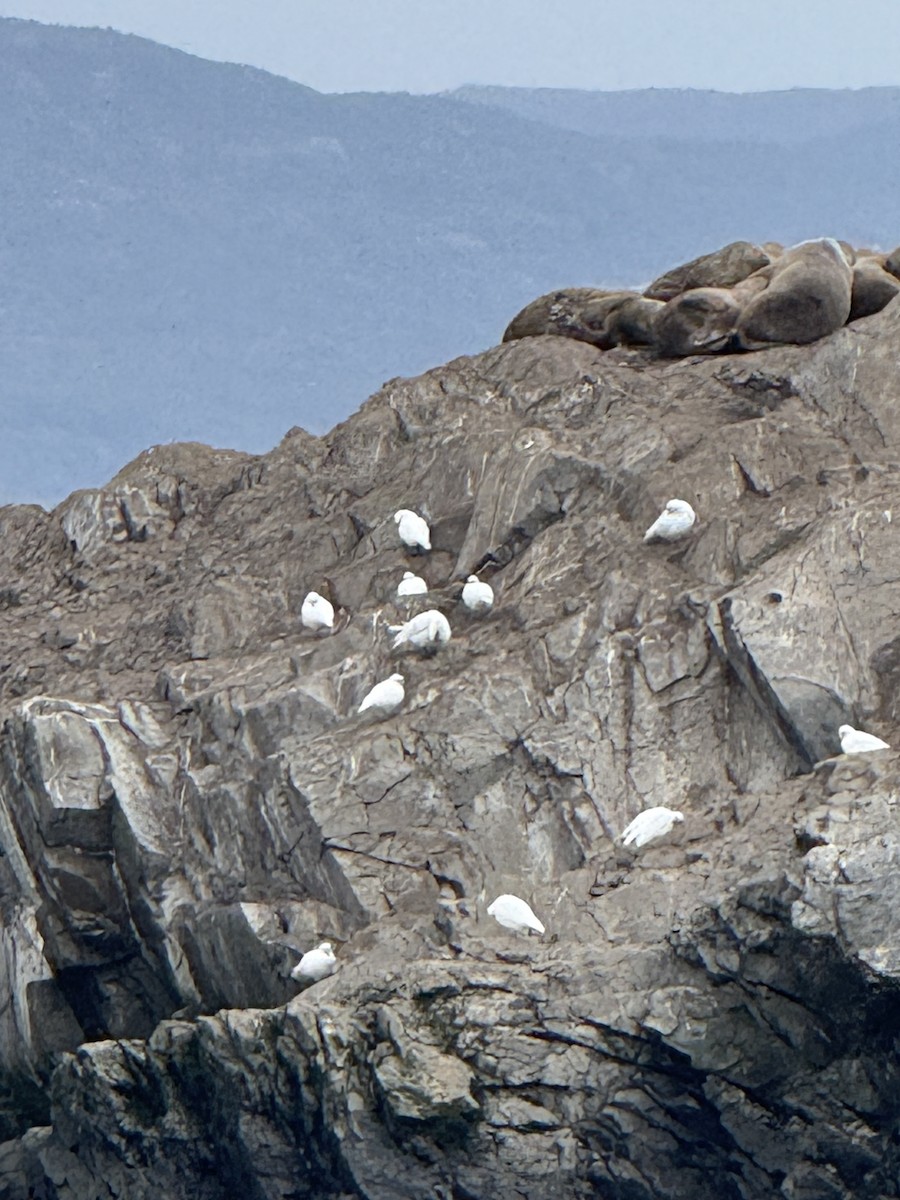 Snowy Sheathbill - ML645117406