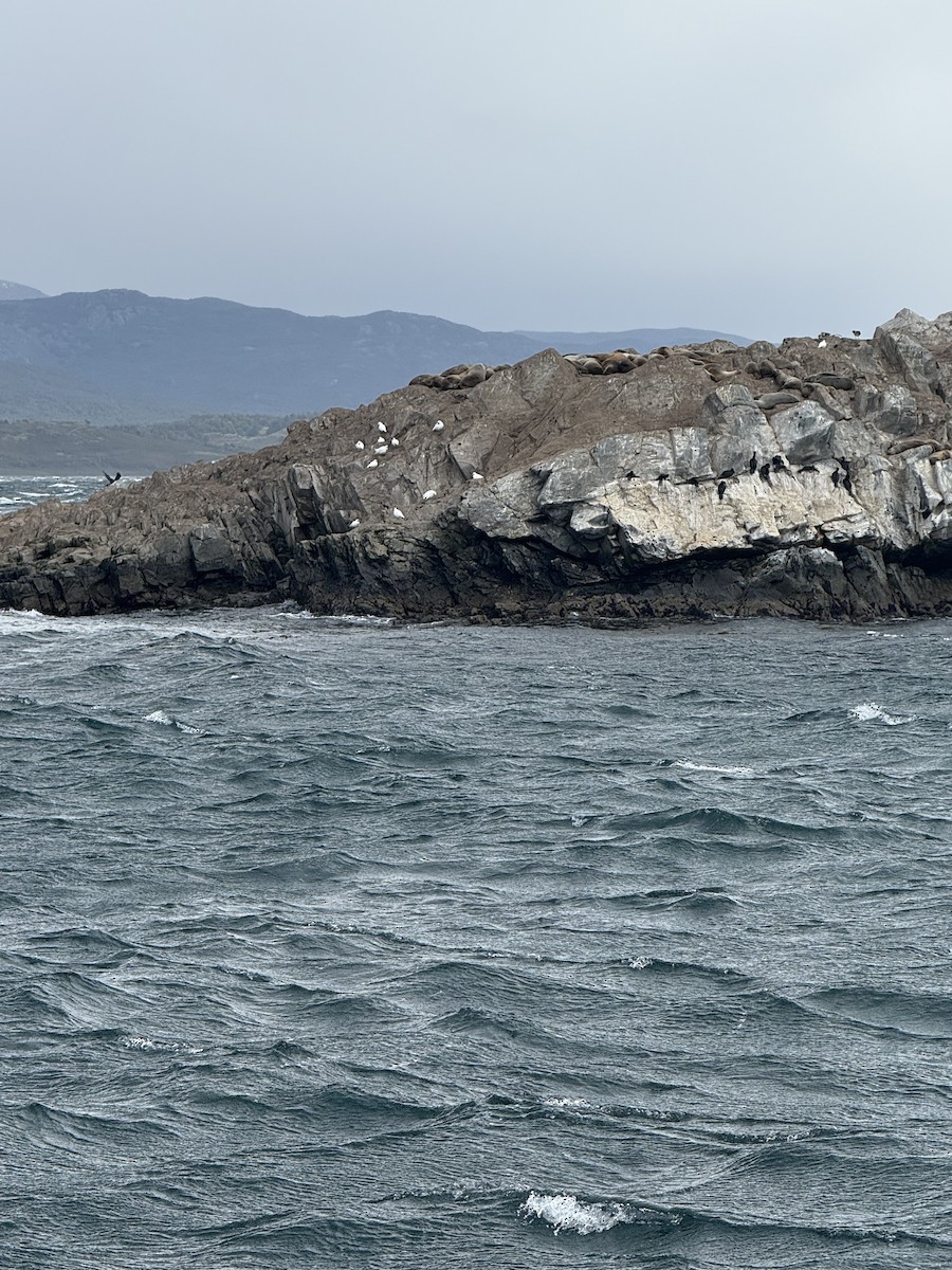 Snowy Sheathbill - ML645117408