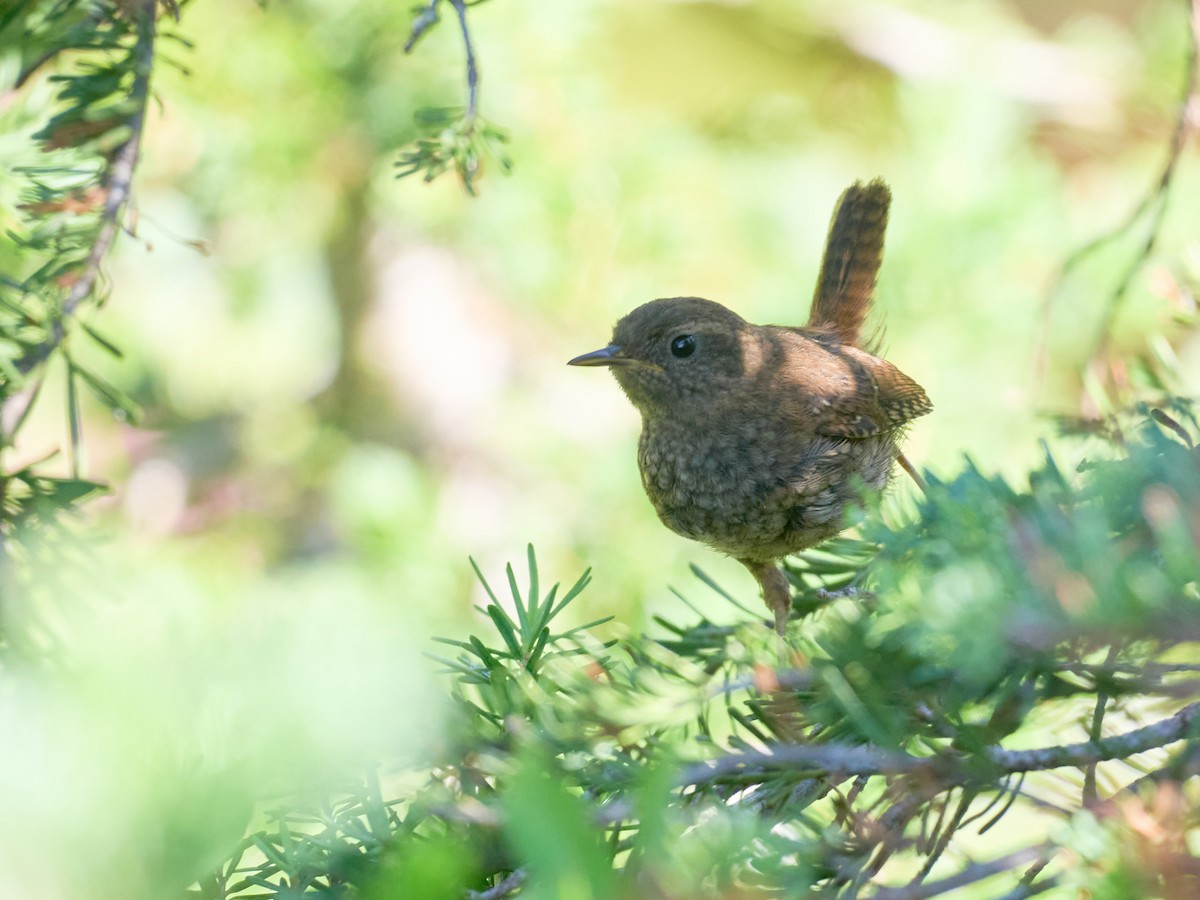Pacific Wren - ML645117433