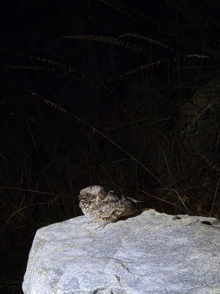 Common Poorwill - ML645117443