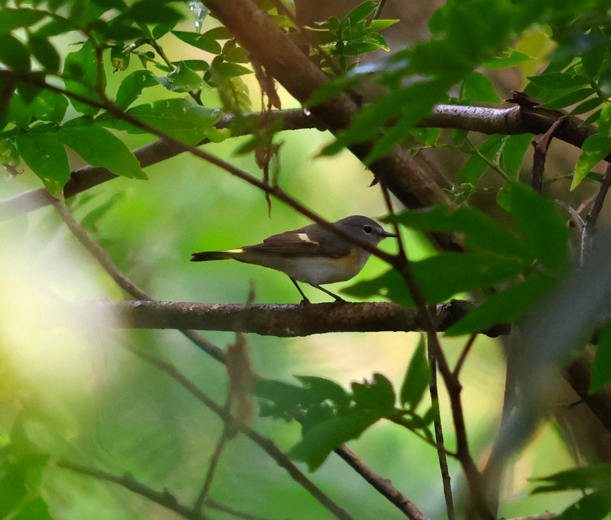 סבכון חכלילי - ML645117446