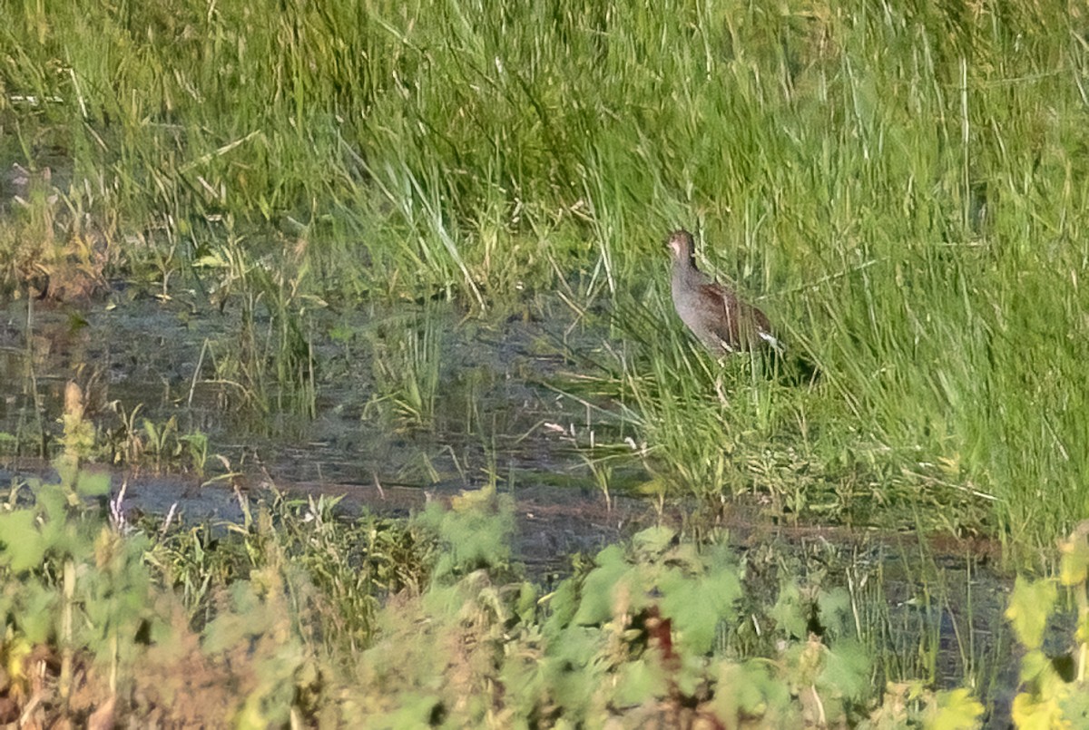 アメリカバン - ML645117451