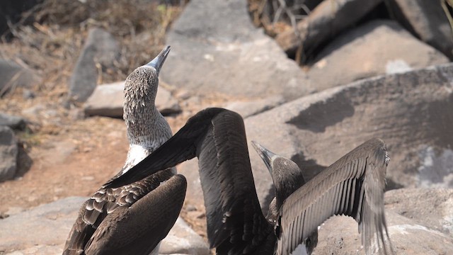 Blue-footed Booby - ML645117453