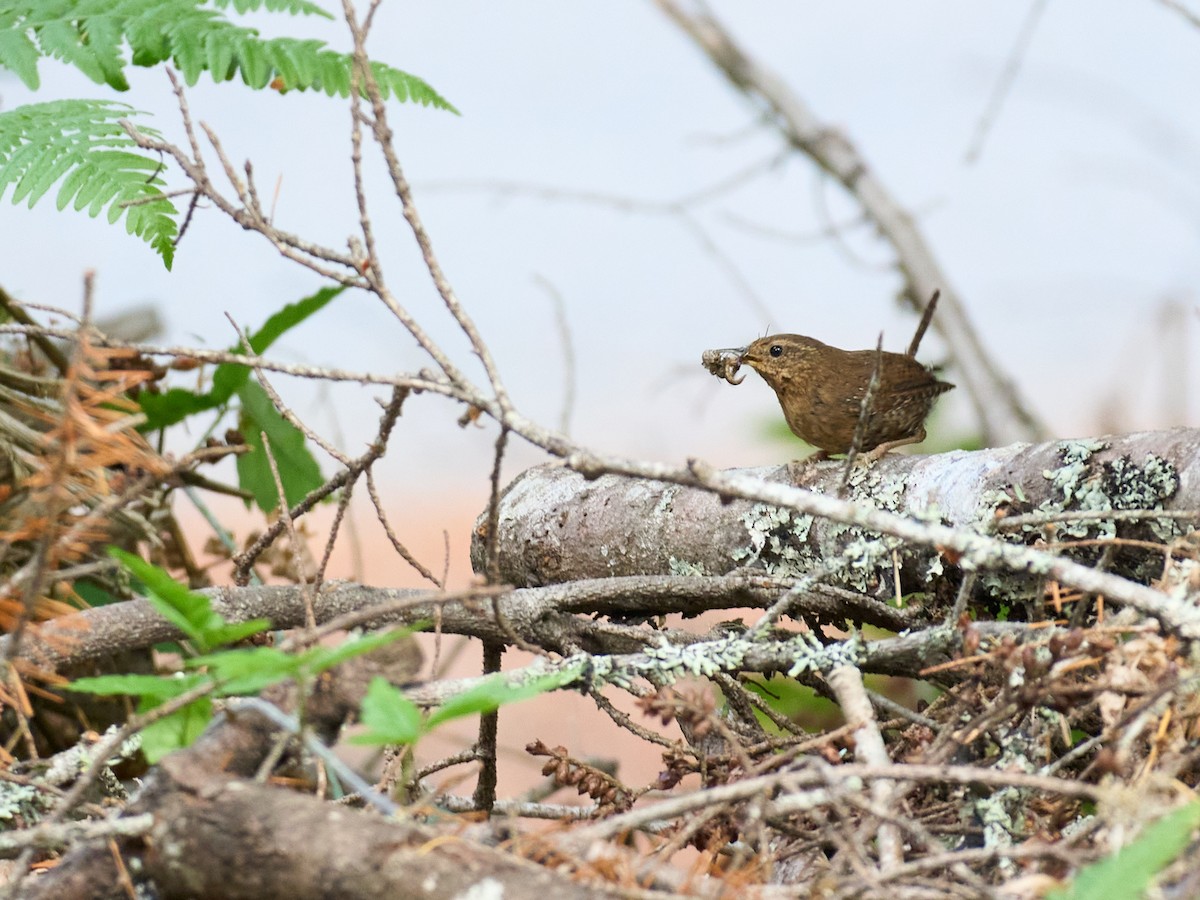 Pacific Wren - ML645117465