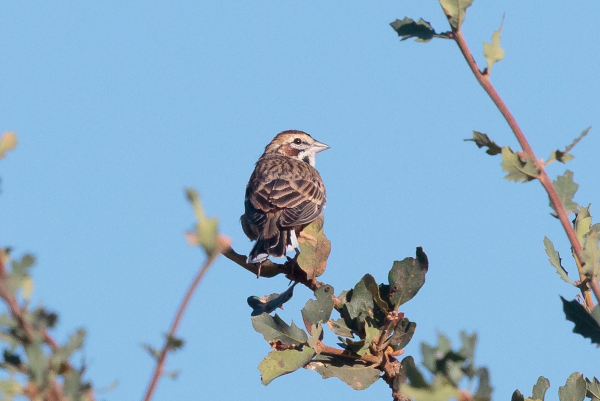 Lark Sparrow - ML645117467