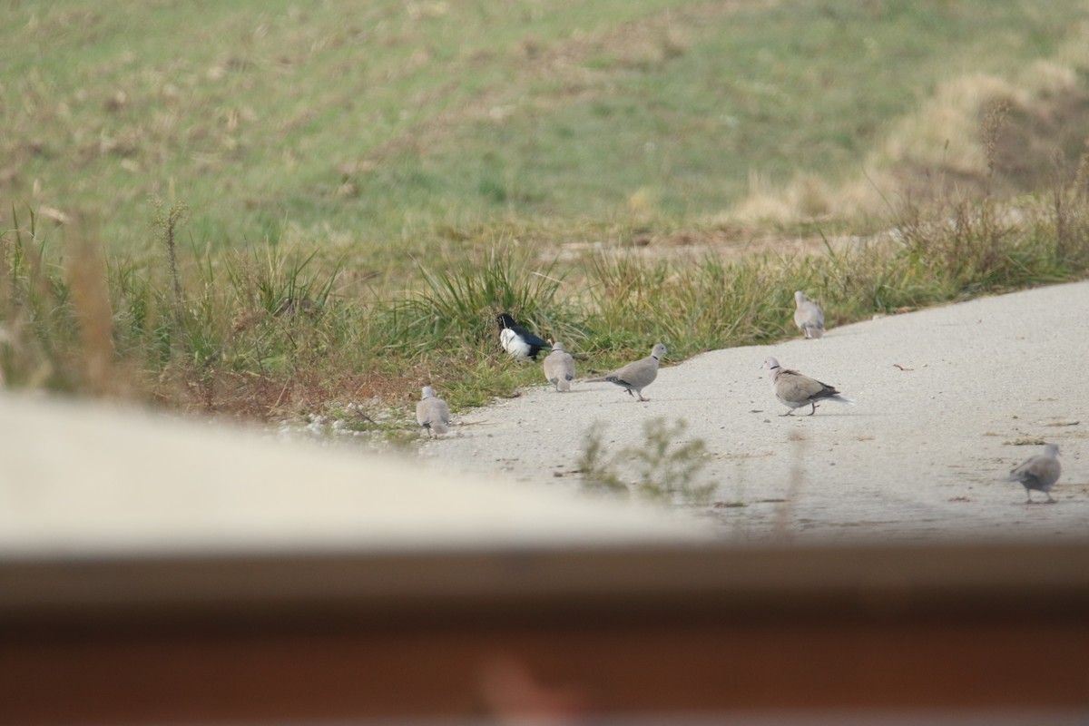 Eurasian Collared-Dove - ML645117480