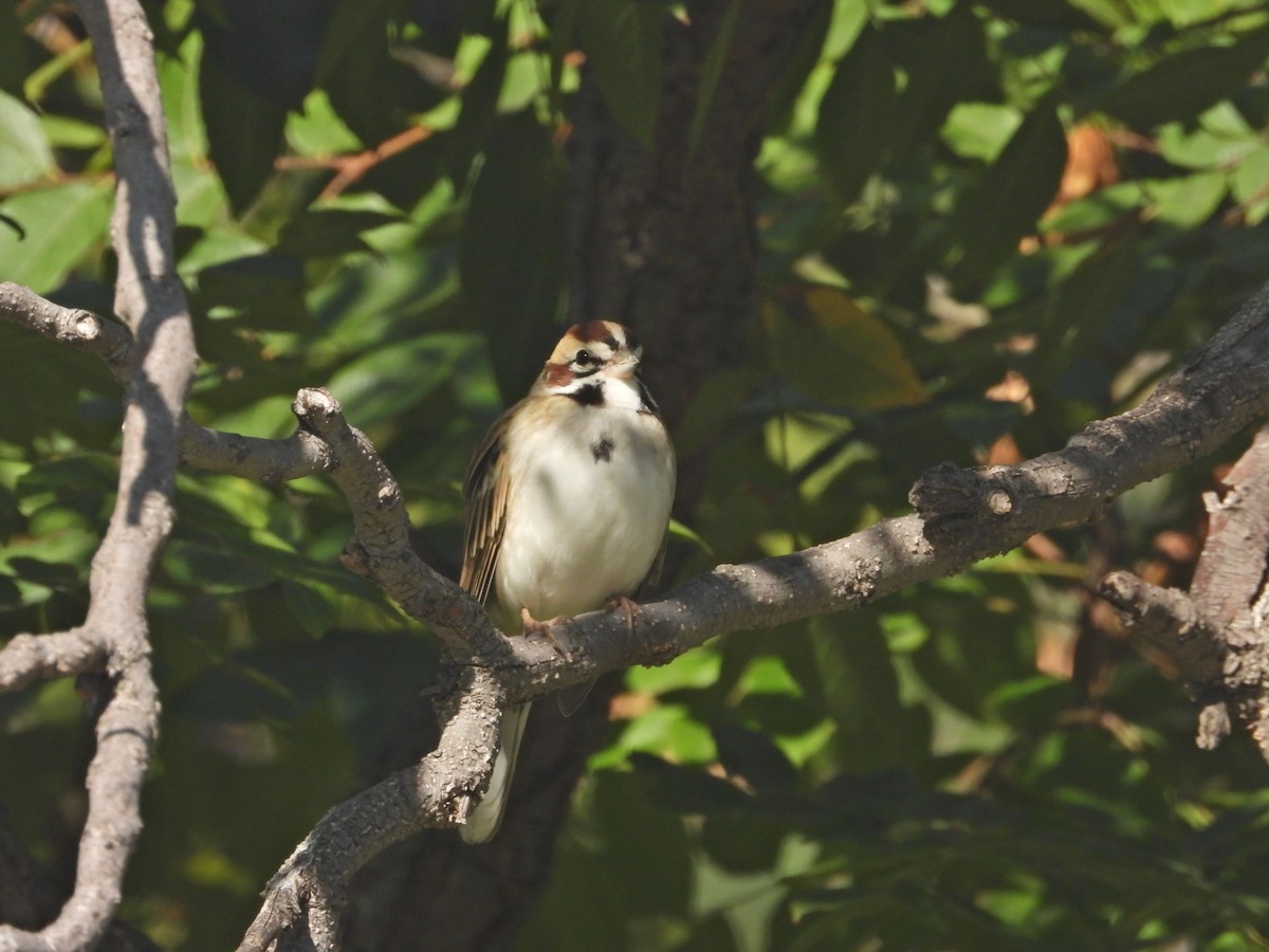 Lark Sparrow - ML645117506