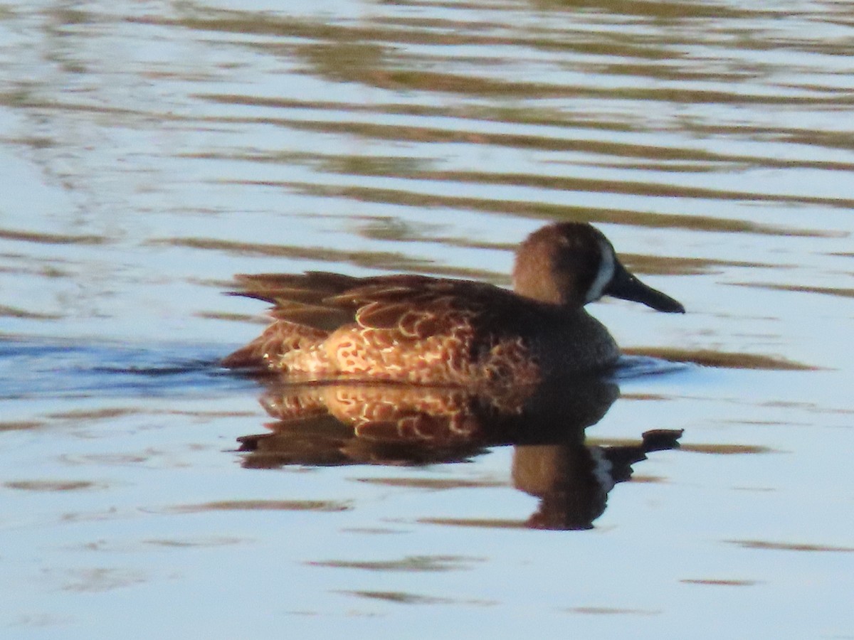 Blue-winged Teal - ML645117507