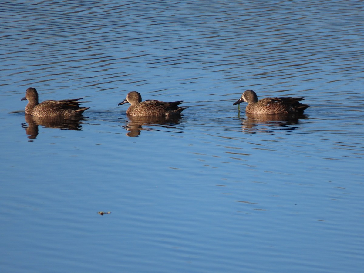 Blue-winged Teal - ML645117519