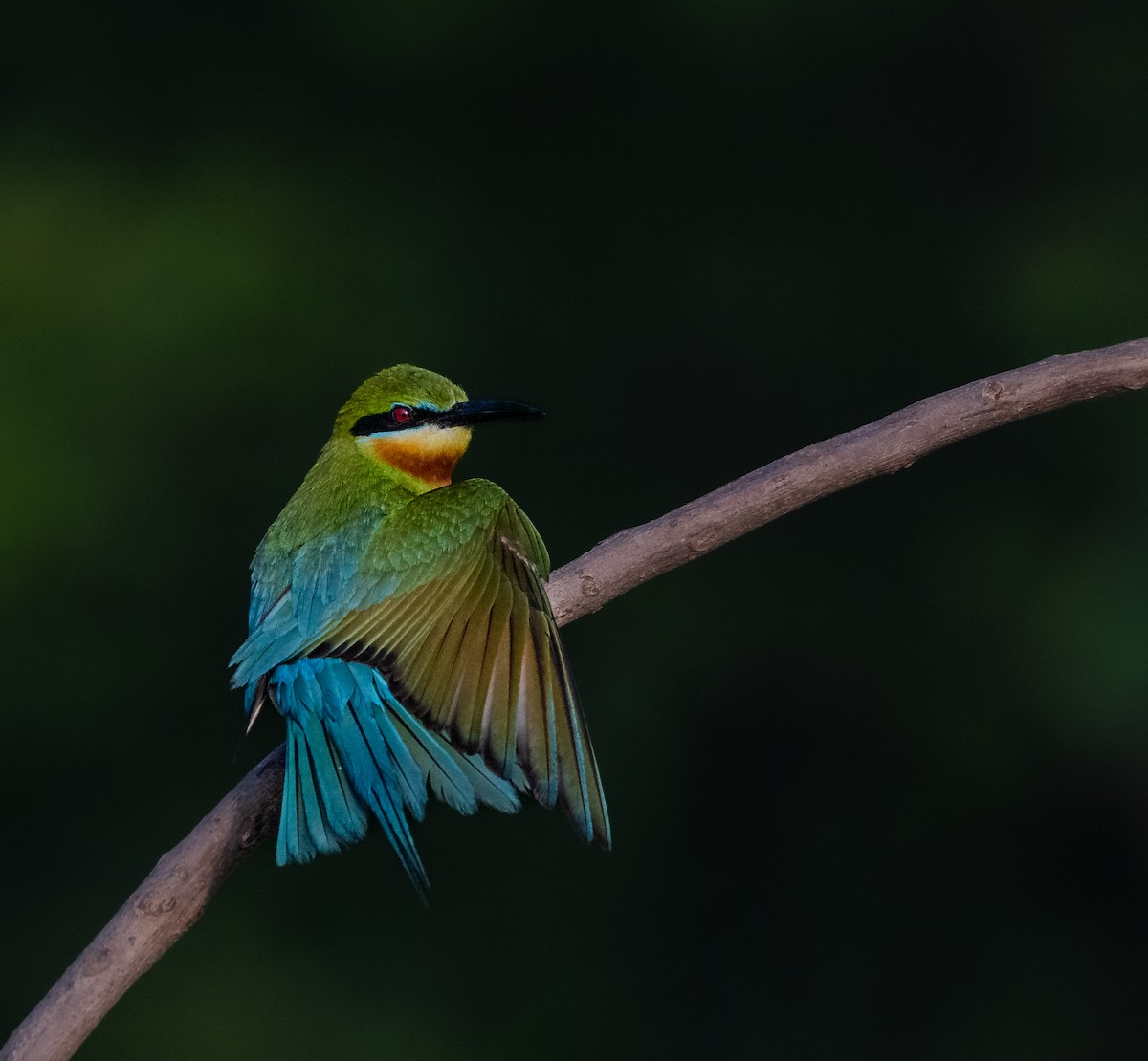 Blue-tailed Bee-eater - ML645117520