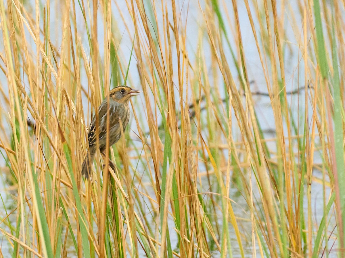 Nelson's Sparrow - ML645117534