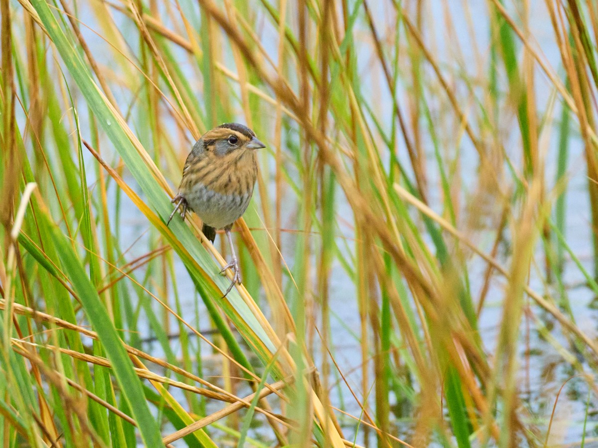 Nelson's Sparrow - ML645117535