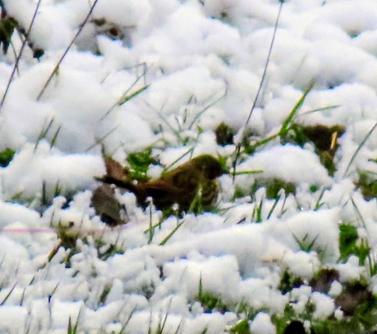 Fox Sparrow - ML645117542