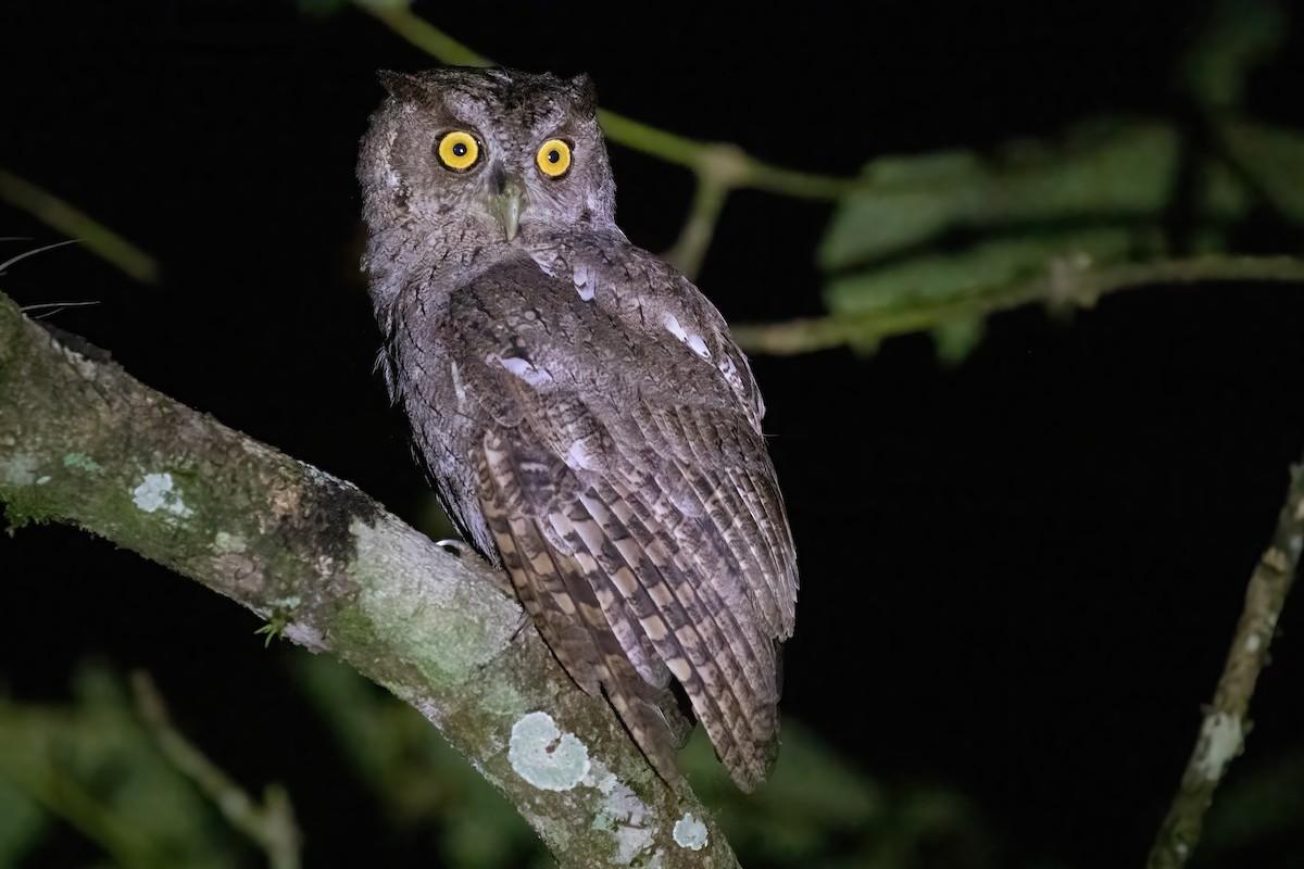 Pacific Screech-Owl - ML645117553