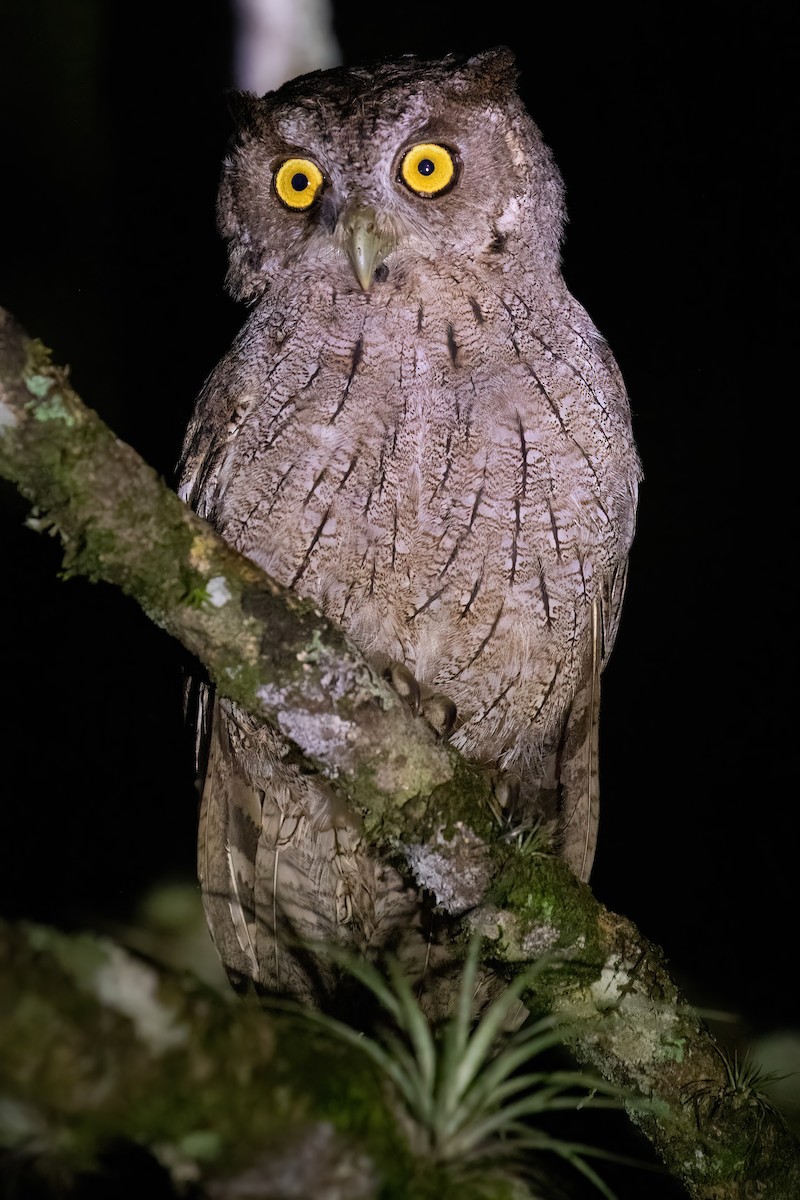 Pacific Screech-Owl - ML645117554