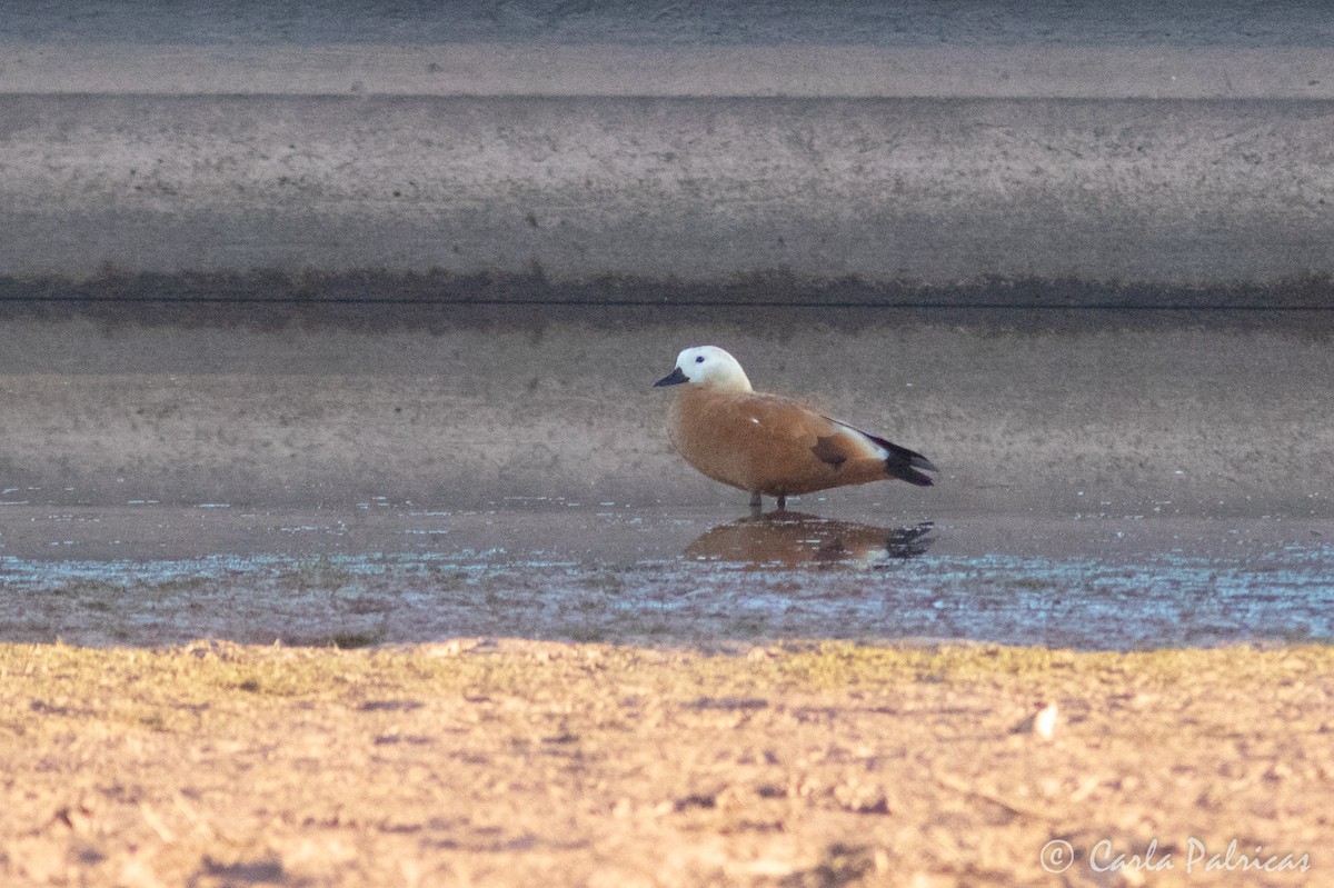 Ruddy Shelduck - ML645117569