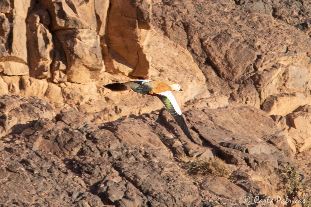 Ruddy Shelduck - ML645117571