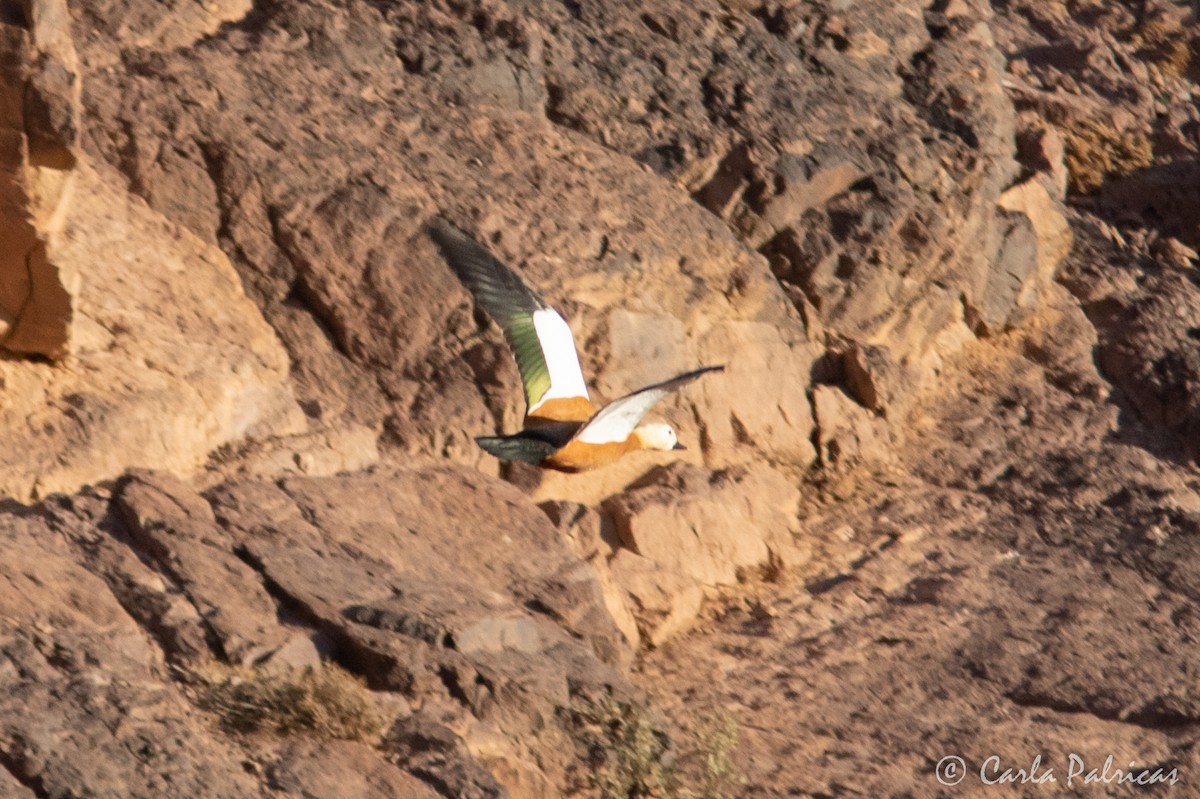 Ruddy Shelduck - ML645117572