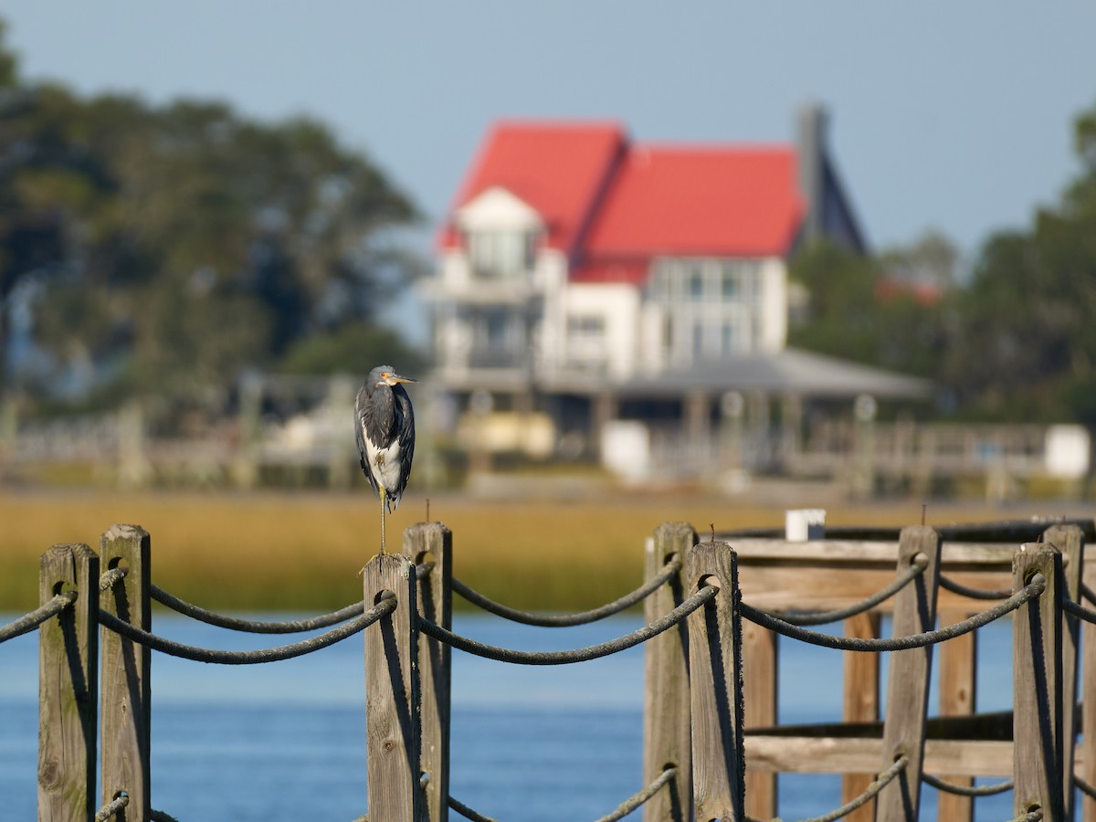 Tricolored Heron - ML645117582