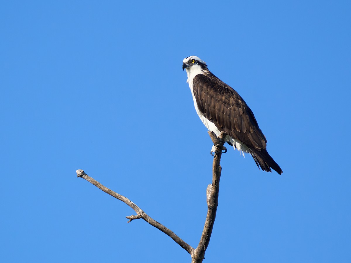 Osprey - ML645117587