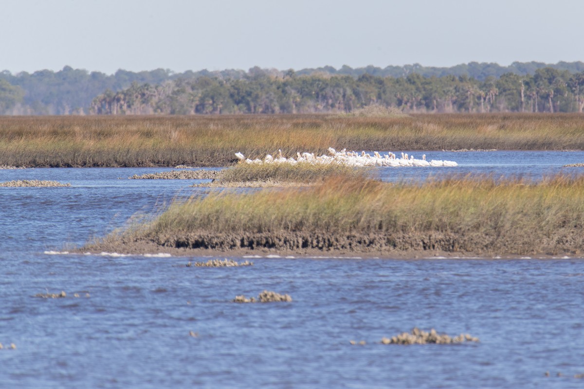 Pelícano Norteamericano - ML645117589