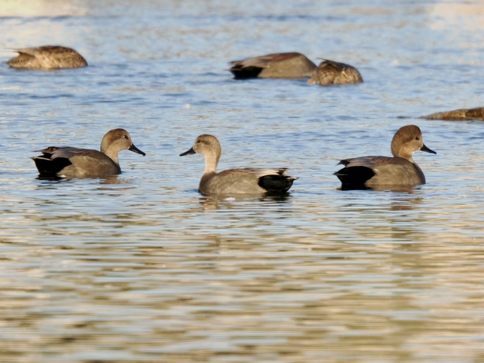 Ipar-ahatea - ML645117611