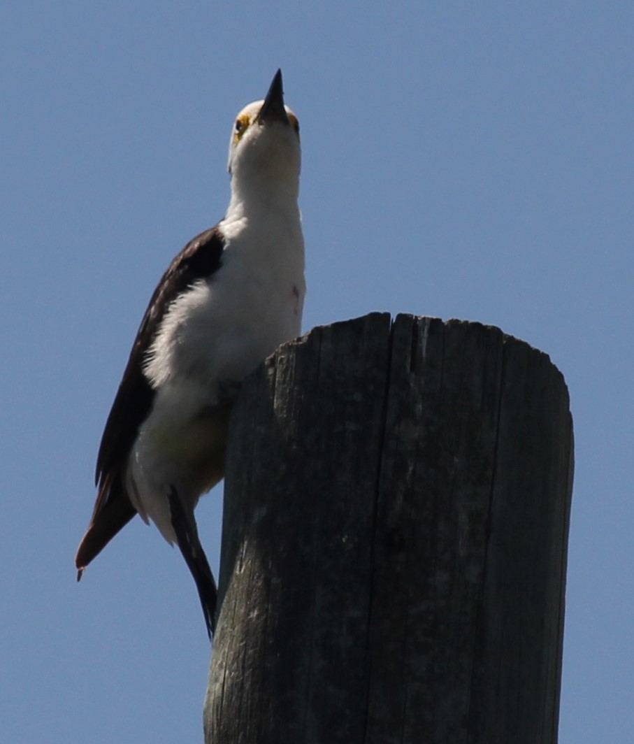 White Woodpecker - ML645117625