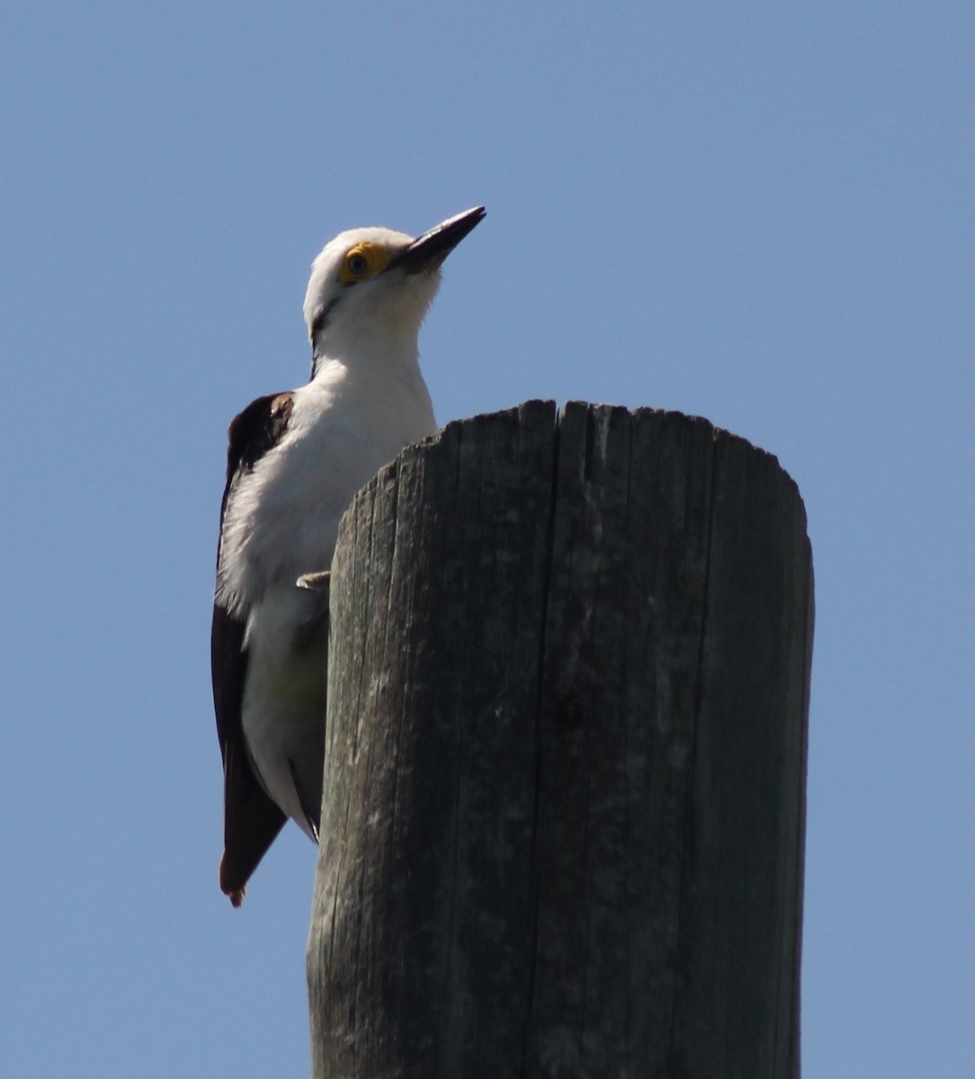 White Woodpecker - ML645117626