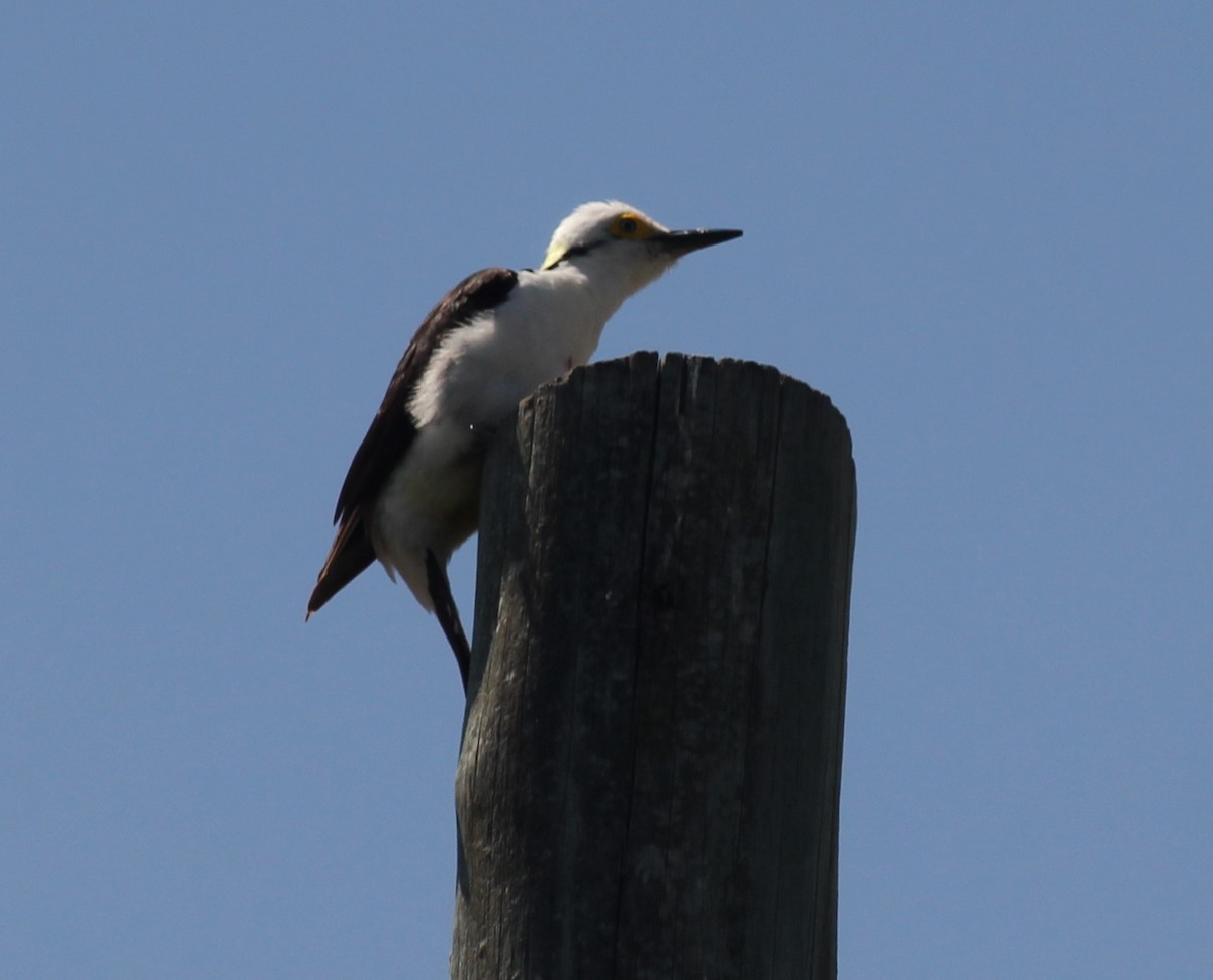 White Woodpecker - ML645117627