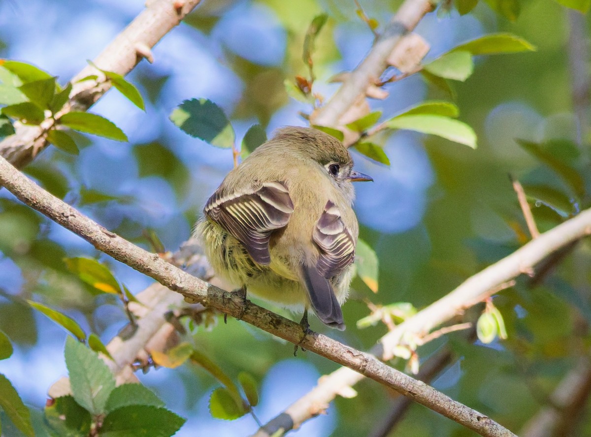 Hammond's Flycatcher - ML645117629