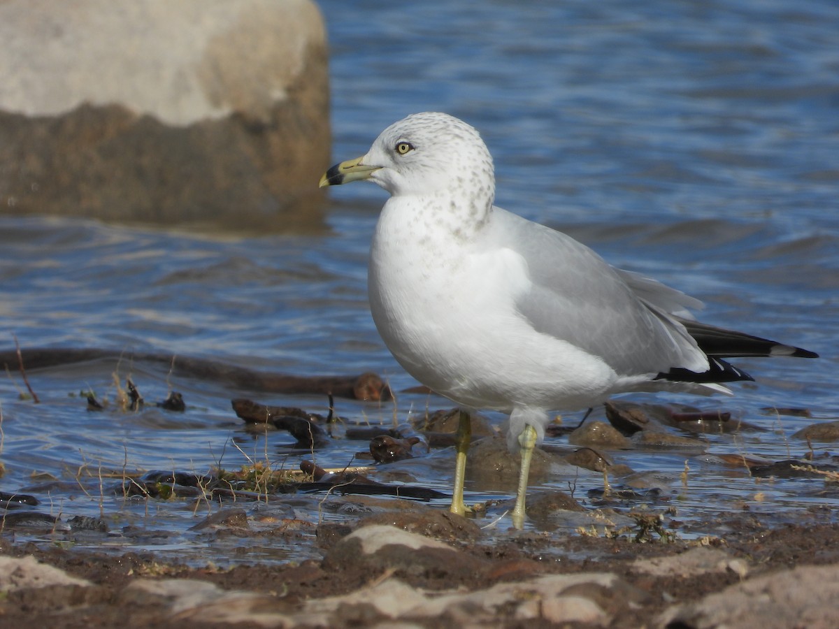 Ring-billed Gull - ML645117645