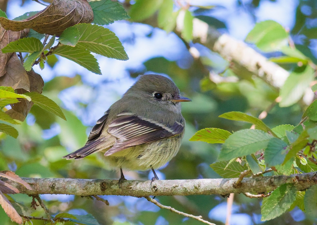 Hammond's Flycatcher - ML645117648